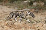 WHIPPET 132